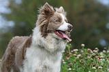 BORDER COLLIE 745